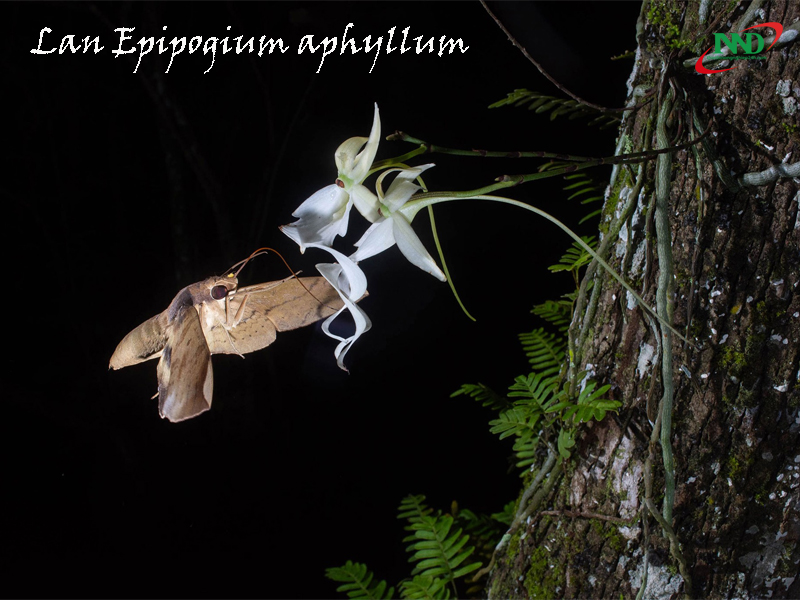 epipogium aphyllum 1